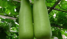 海宁吃瓜爆料公司电话